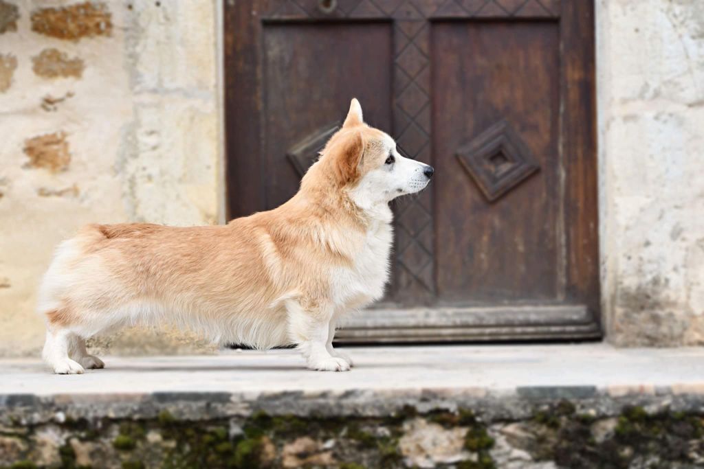 Jchf fabio kannavaro corgi royal court