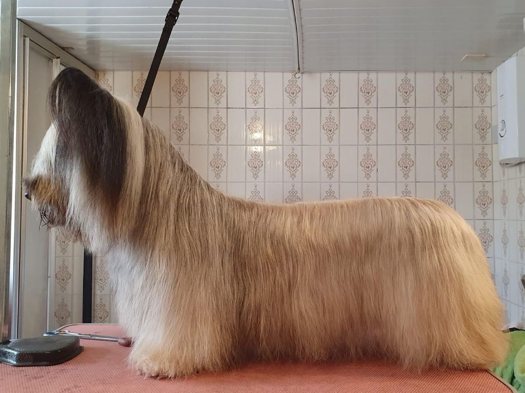 kometa rossi Desdemona