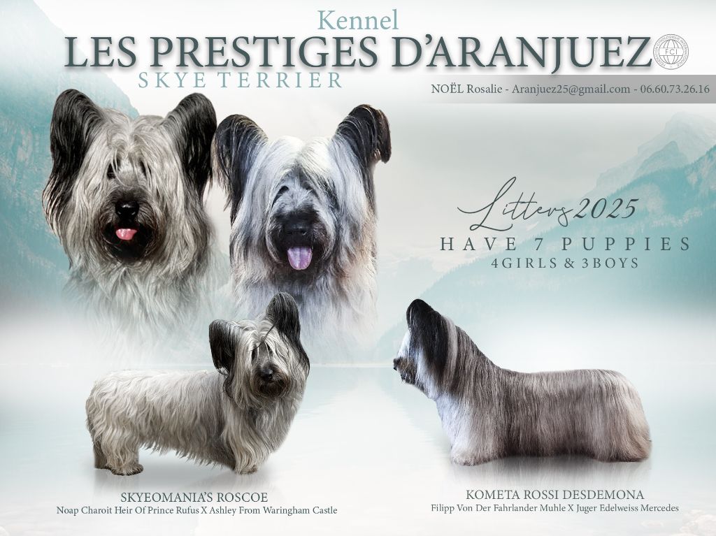 PORTEE DE SKYE TERRIER 