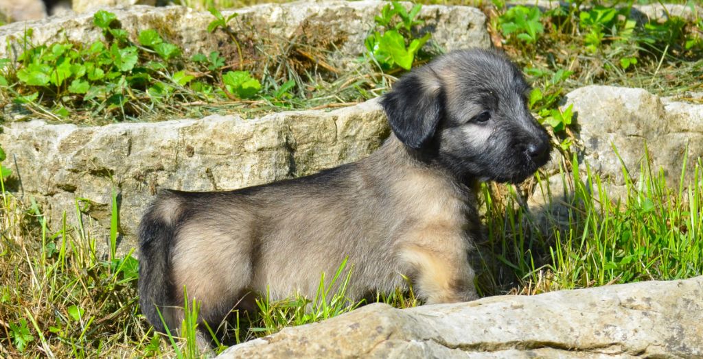 PLUS QUE DEUX MALES SKYE BLOND
