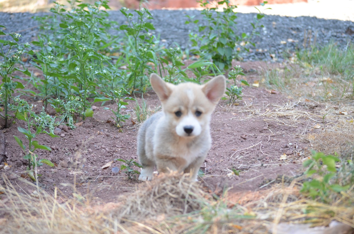 des Prestiges d'Aranjuez - Chiots disponibles - Welsh Corgi Pembroke