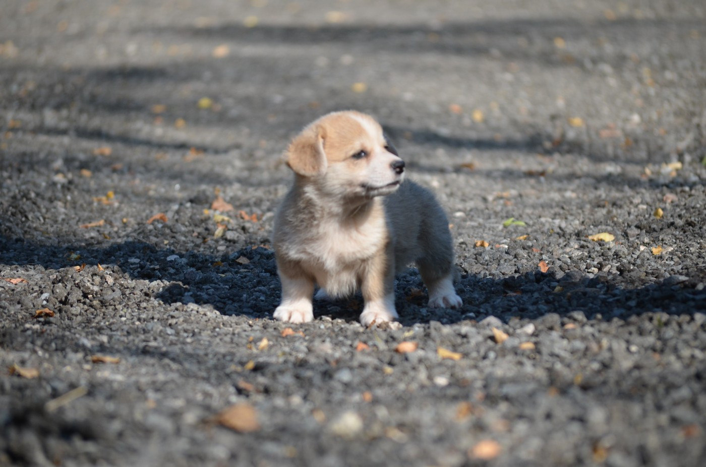 des Prestiges d'Aranjuez - Chiots disponibles - Welsh Corgi Pembroke