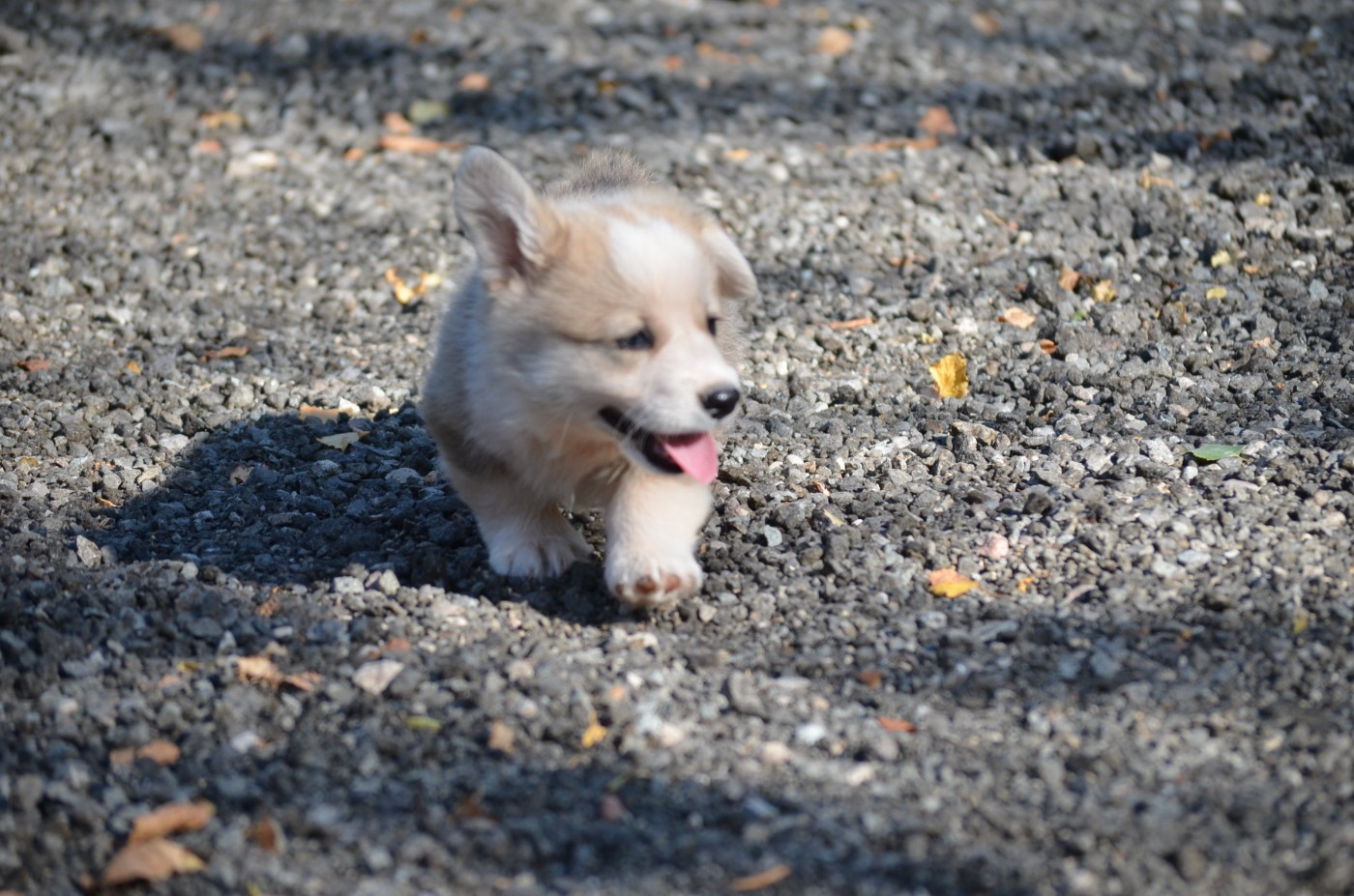 des Prestiges d'Aranjuez - Chiots disponibles - Welsh Corgi Pembroke