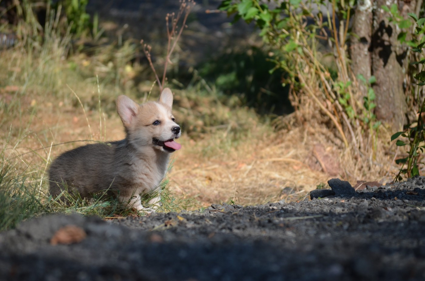 des Prestiges d'Aranjuez - Chiots disponibles - Welsh Corgi Pembroke