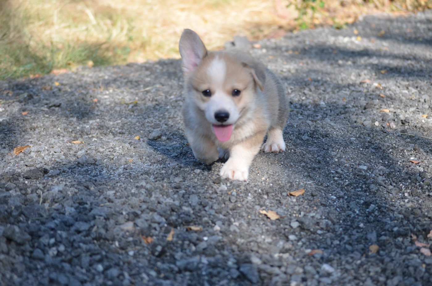 des Prestiges d'Aranjuez - Chiots disponibles - Welsh Corgi Pembroke