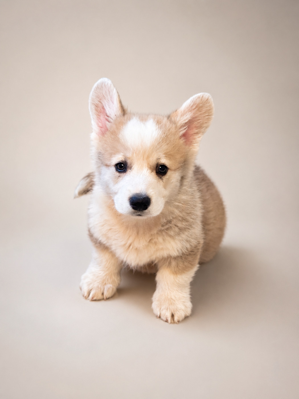 des Prestiges d'Aranjuez - Chiots disponibles - Welsh Corgi Pembroke