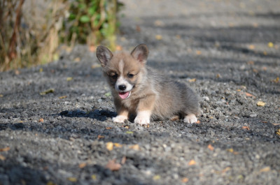 CHIOT 5