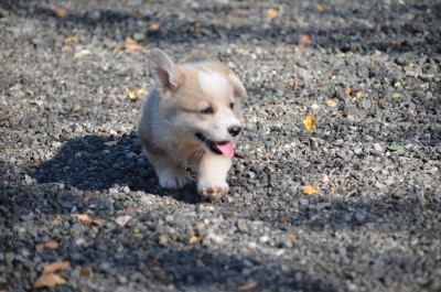 CHIOT 6