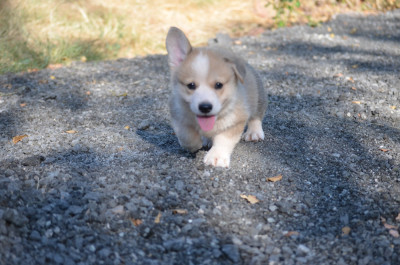 CHIOT 8