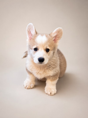 CHIOT 6