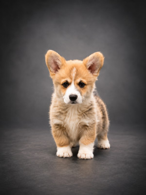 CHIOT 5